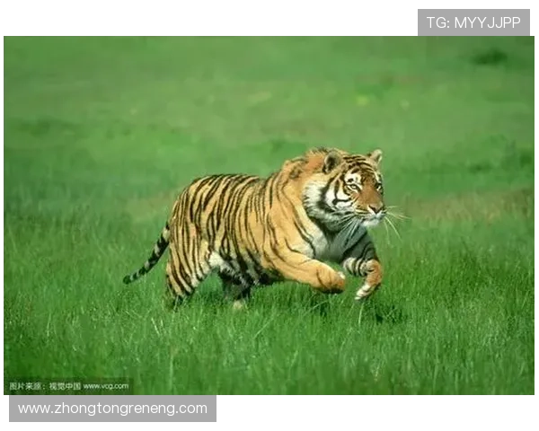 PT老虎机常见问题解答，解决玩家在游戏过程中遇到的各种疑问与困难